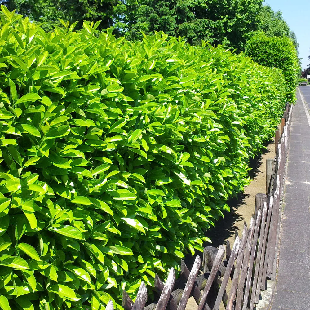 rotundifolia