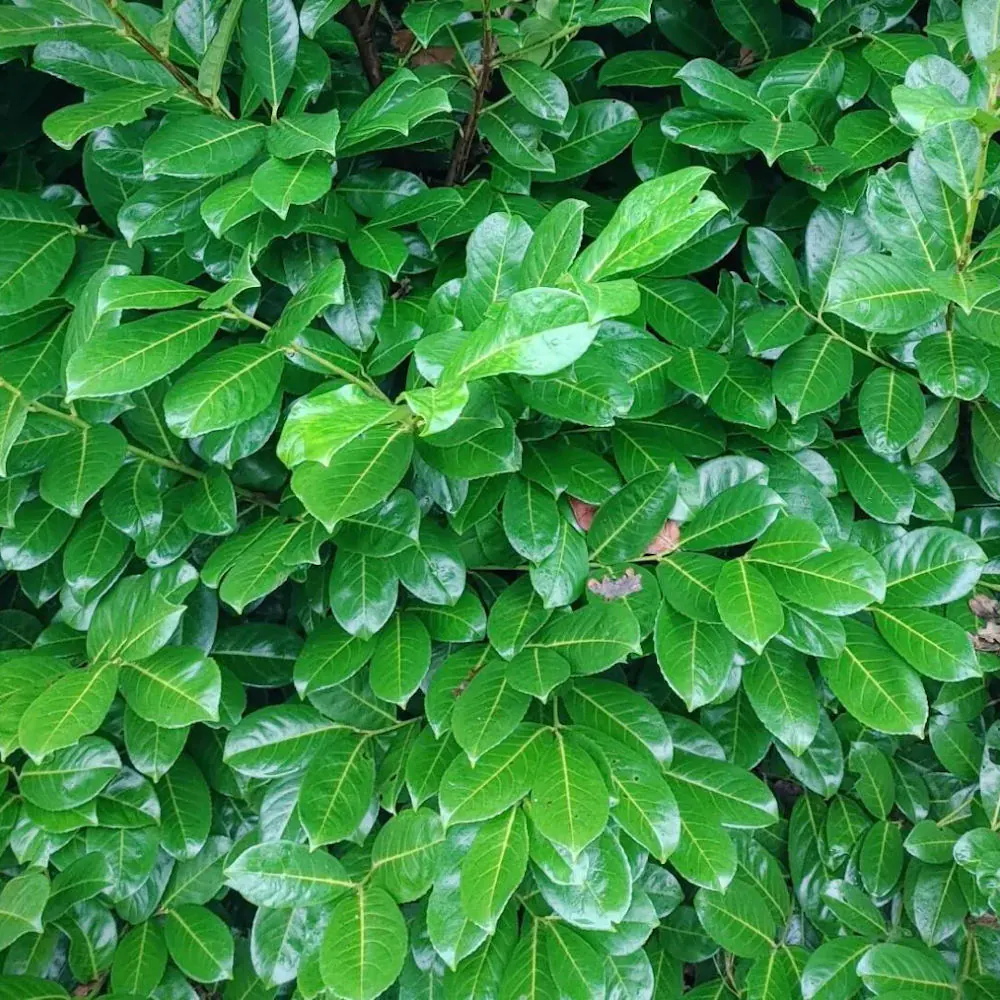rotundifolia