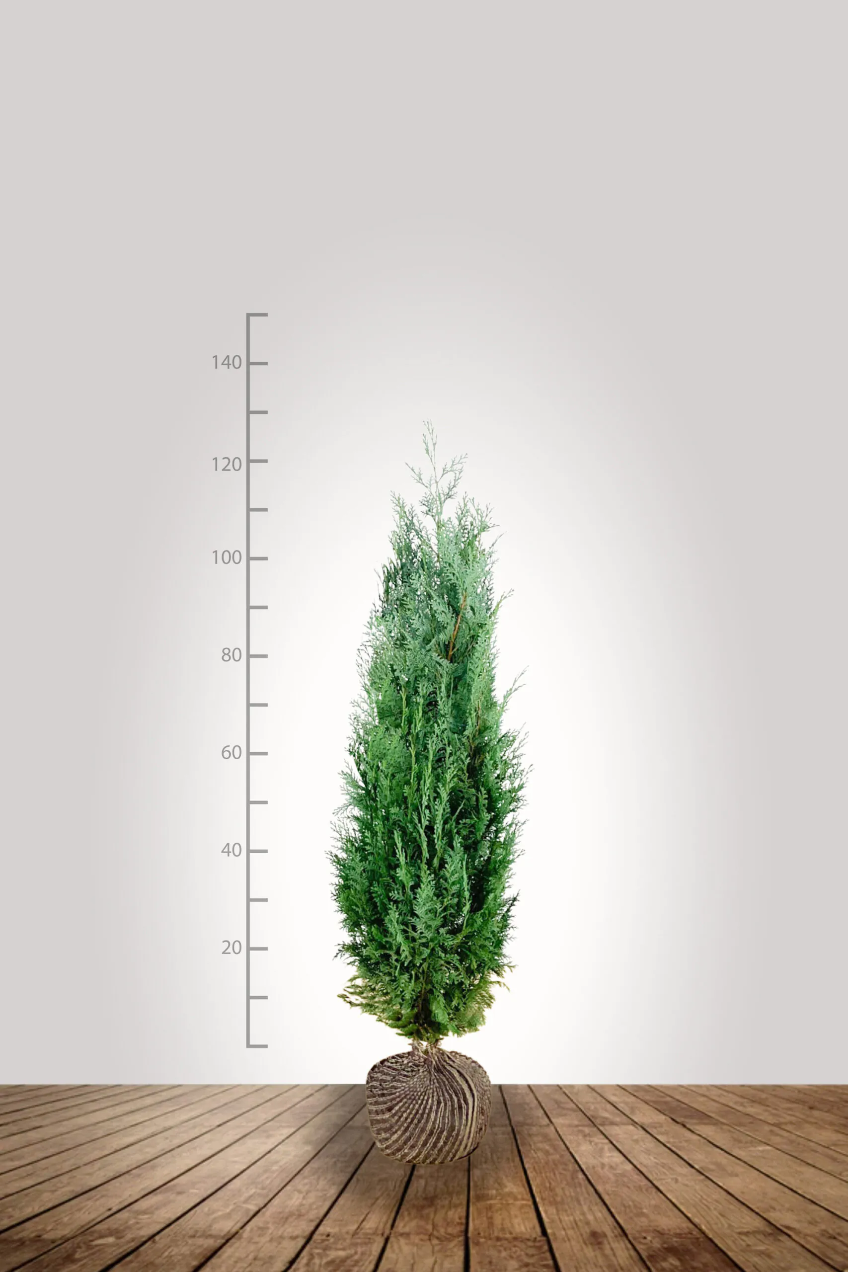 Blauwe Californische Cipres (Chamaecyparis lawsoniana) 100-120 cm