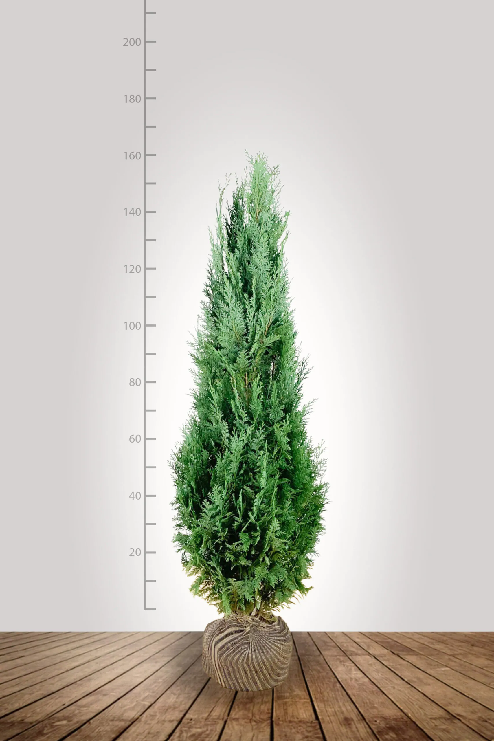 Blauwe Californische Cipres (Chamaecyparis lawsoniana) 140-160 cm