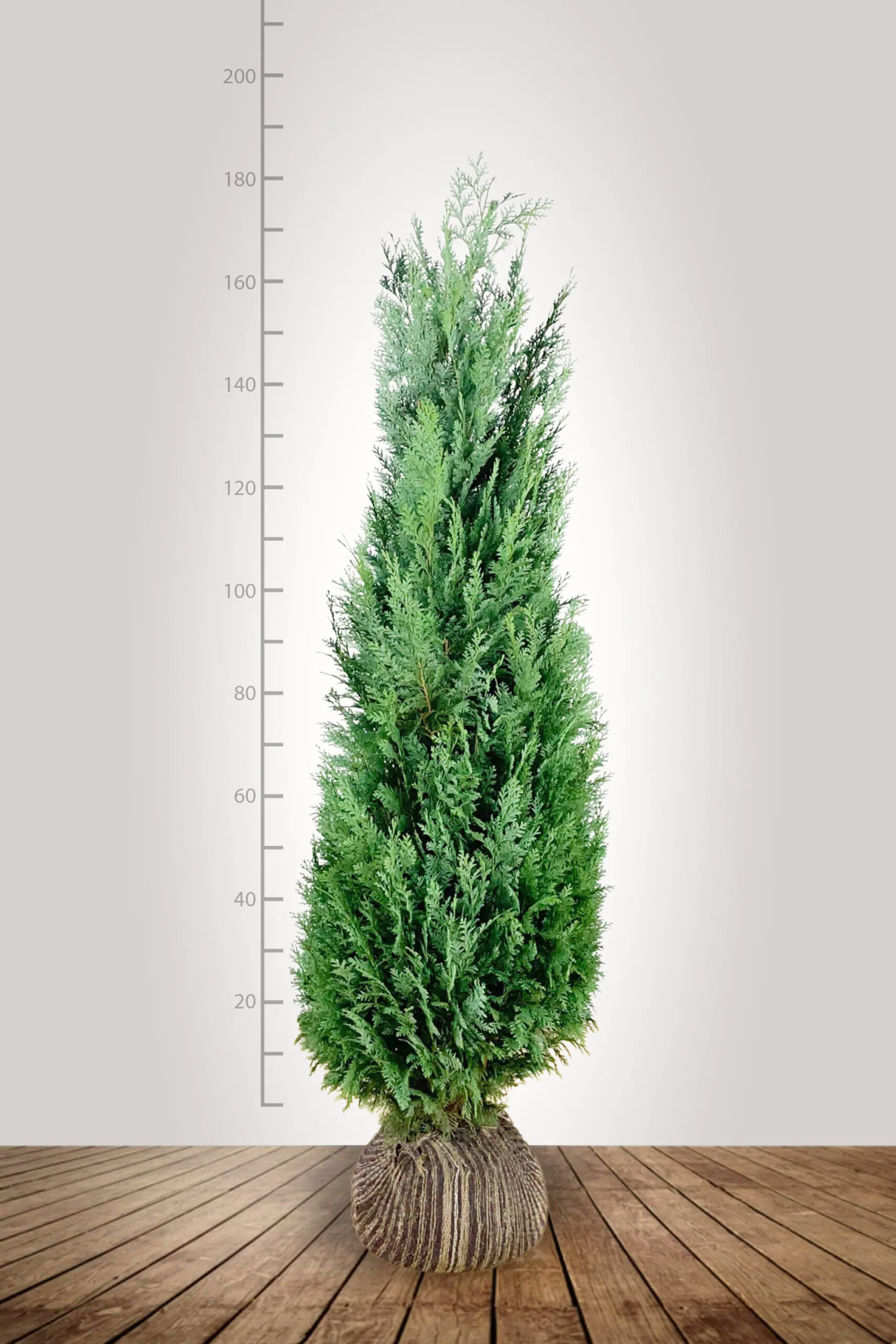 Blauwe Californische Cipres (Chamaecyparis lawsoniana) 160-180 cm