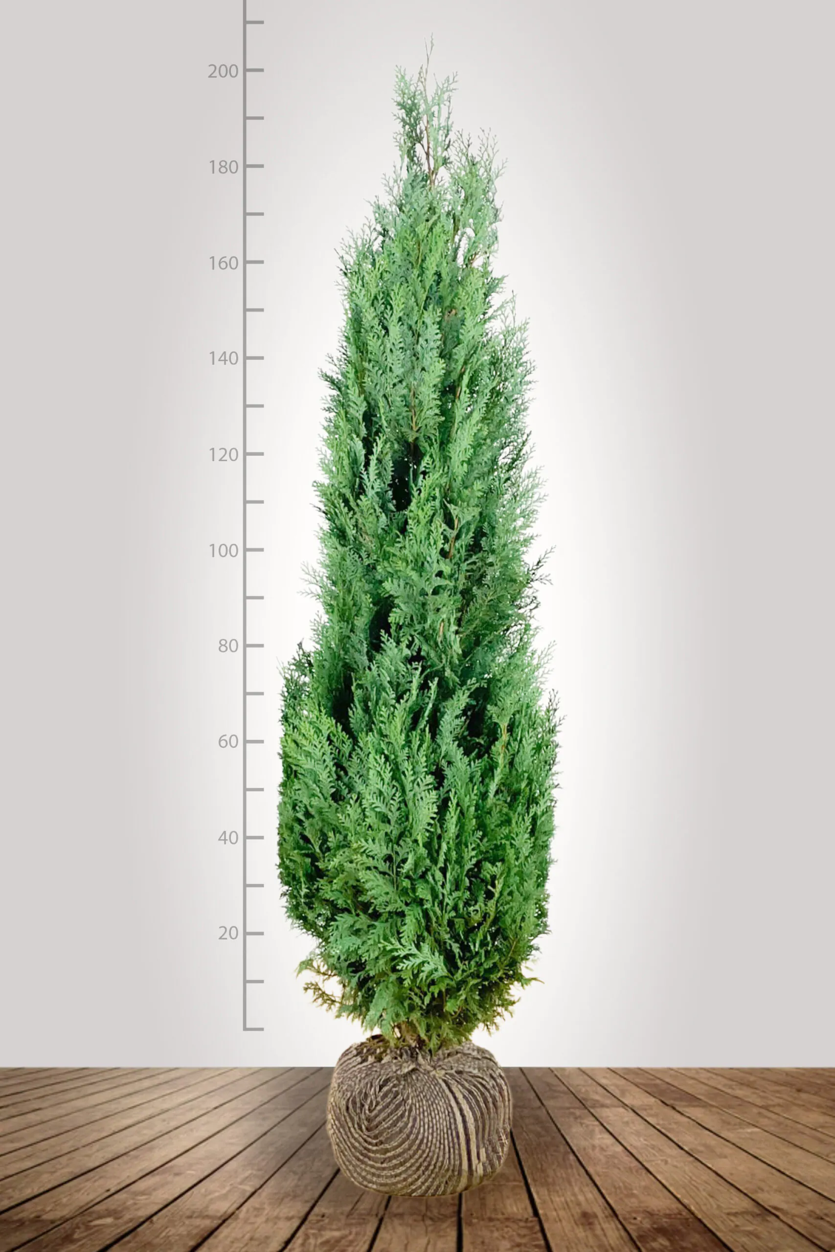 Blauwe Californische Cipres (Chamaecyparis lawsoniana) 180-200 cm