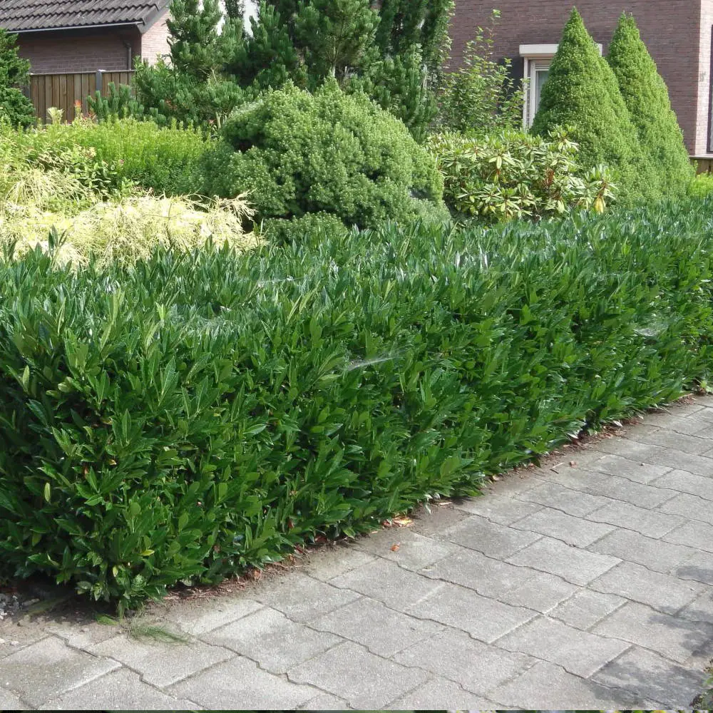 ottoluyken2